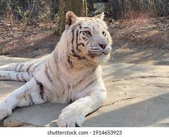 White Tiger Rare Species Stock Photo 1914653923 Shutterstock