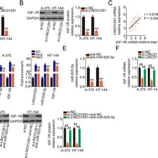 Long Intergenic Non Protein Coding Rna Linc Decoys