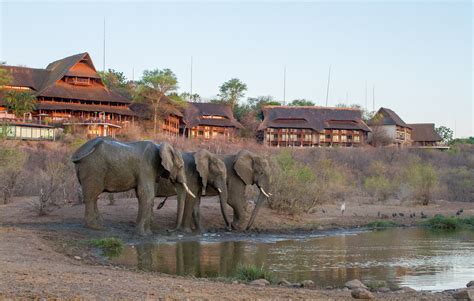 A Fly-On-The-Wall View of Wildlife in Victoria Falls – Victoria Falls Safari Lodge