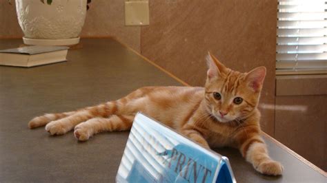 Library Cats The Increasingly Famous Felines Encouraging People To