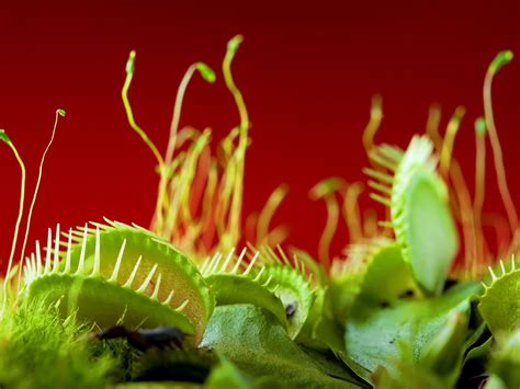 1600x1200 venus flytrap wallpaper for desktop - Coolwallpapers.me!