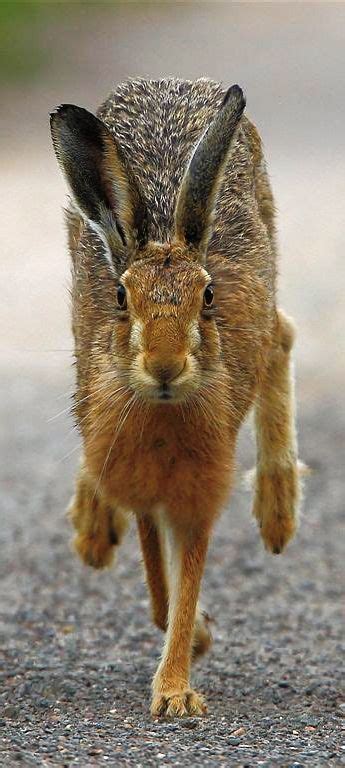 45 Jack Rabbit ideas | jack rabbit, rabbit, animals