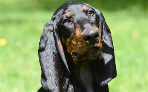 Magnifiques Races De Chiens Noirs Toutoupourlechien