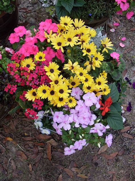 Florida Spring Flowers By Warren Thompson