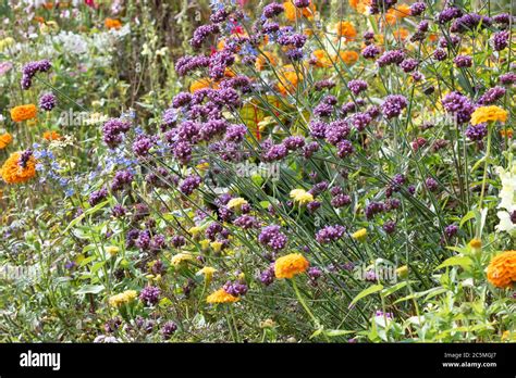 Summer Bed With Purple Verbena Bonariensis And Orange Zinnia Flowers