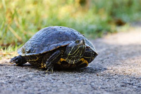 Celebrate World Turtle Day Shell Ebrate Our Amazing Turtles