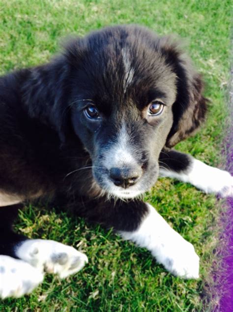 Adorable Little Mix Golden Retriever And Border Collie Border Collie