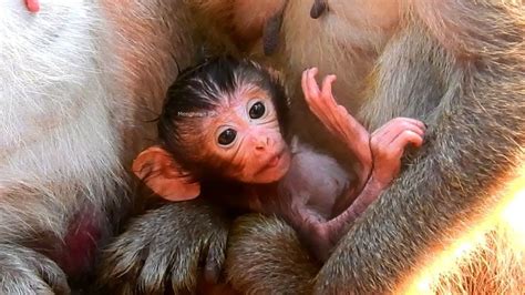 Wow Very Strong Baby Monkey Mom Just Give Birth Mom Breastfeeding Milk