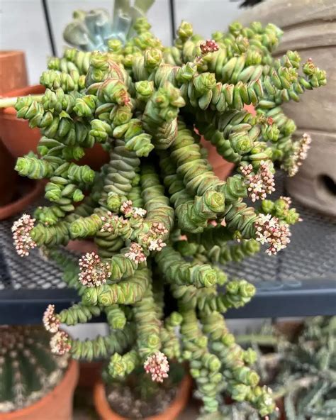 30 Most Popular Crassula Succulent Pictorial Guide Artofit