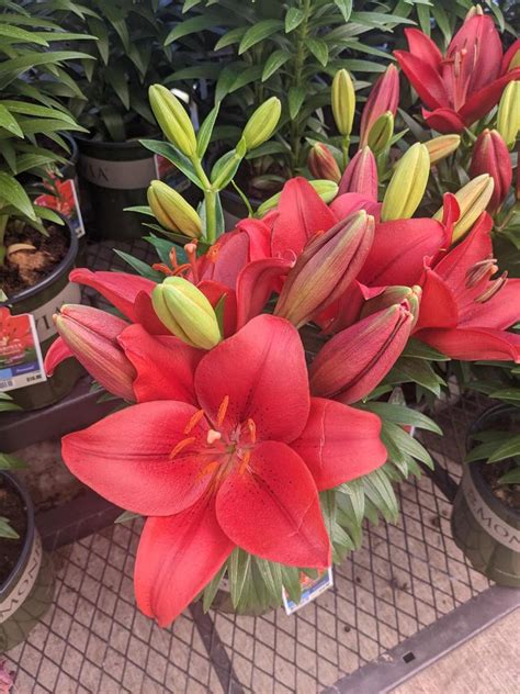 Photo Of The Bloom Of La Hybrid Lily Lilium Lily Looks Summer Scarlet