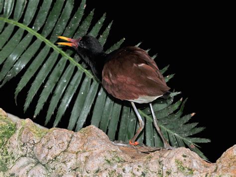 The Online Zoo Wattled Jacana