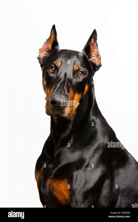 How Big Does A Female Doberman Get