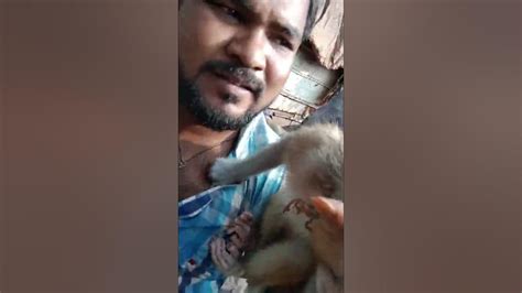 Monkey Video Vlog Monkey Kaise Nahati Hai🙉😜 Youtube