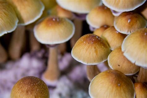 Single Dose Psilocybin Assisted Therapy Can Be An Effective Treatment