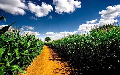 Corn Field Wallpapers Wallpaper Cave