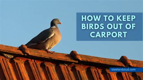 How To Keep Birds Out Of Carport Steel Stud