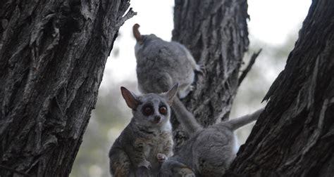 The Mysterious Charm of the Bush Baby. Africa's most Adorable Primate.