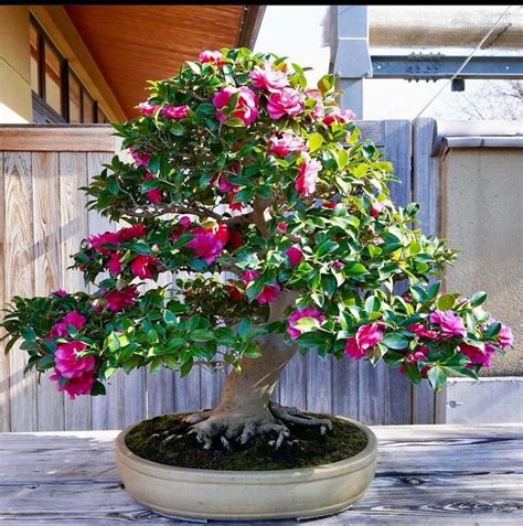 Camellia Bonsai