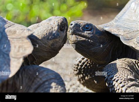 Wild Galapagos Tortoise Geochelone Elephantopus Urbina Bay Isabela