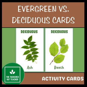 Coniferous Vs Deciduous Activity Cards by The Tuckered Out Teacher