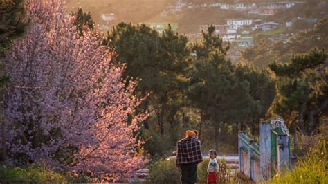 Its Time For Shillongs Cherry Blossom Festival Condé Nast Traveller