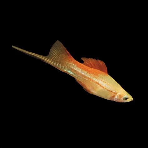 Pineapple Swordtail Xiphophorus Hellerii 3cm Sims Tropical Fish