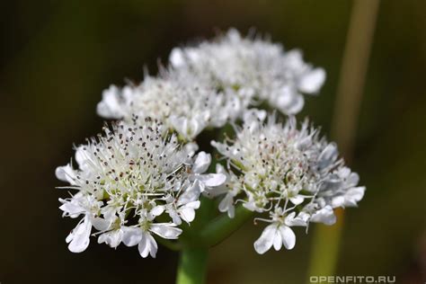 Омежник водный (77 фото) - фото - картинки и рисунки: скачать бесплатно