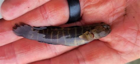 Naked Goby From Anne Arundel County MD USA On May At