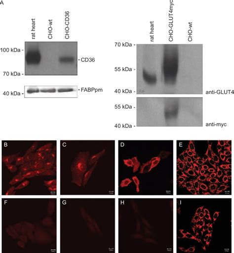 Expression Of GLUT4myc Van Oort Et Al 2008 CD36 Van Oort Et Al