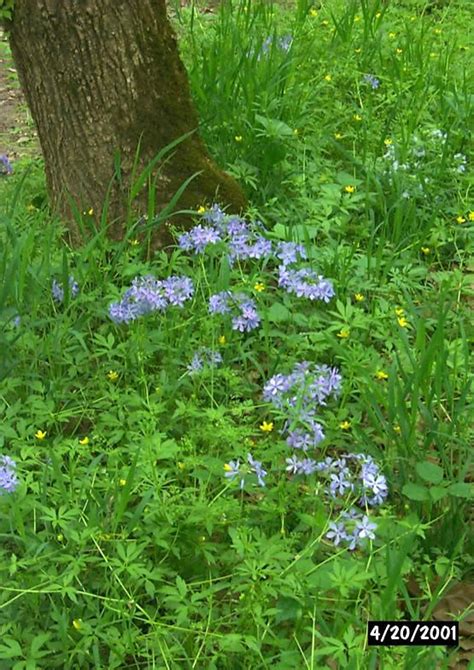 phlox divaricata | Woodland phlox ( Phlox divaricata ). Photo by Ralph ...