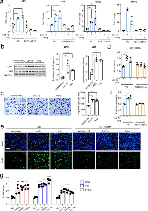 Tlr Activation Induces Vsmcs Phenotypic Switch Via Let C A Tlr