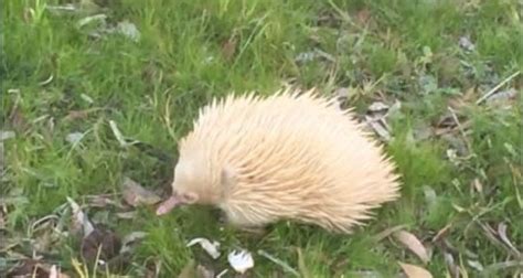 Albino Echidna Spotted Waddling Around South Australia Property