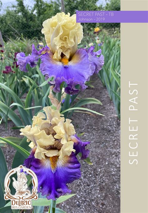 Secret Past - Delirio Iris Garden