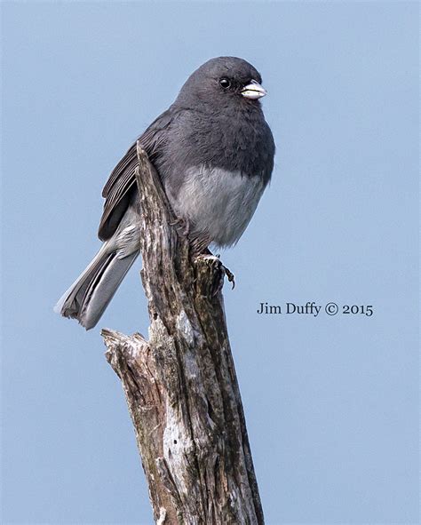 4D Nature Photography - Smoky Mountains: Birds