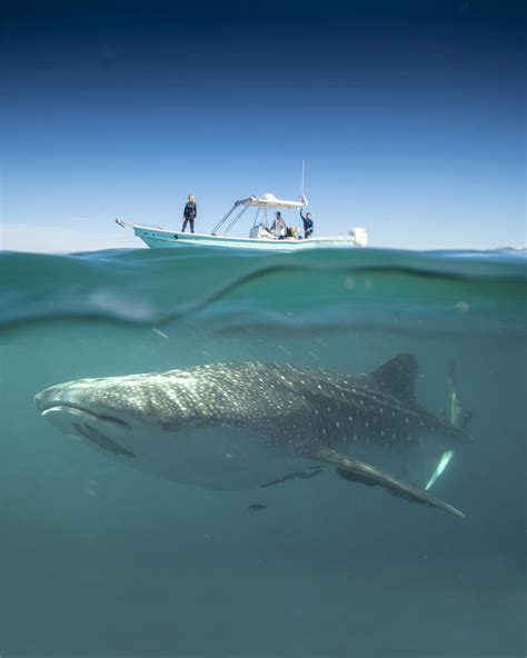 Tiburón ballena La Paz México