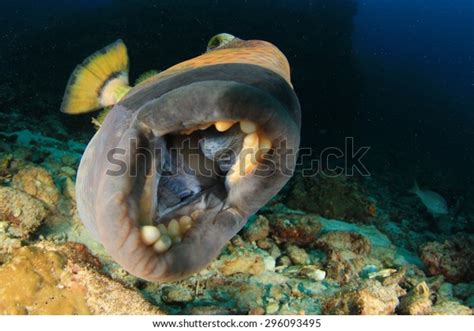 Fish Mouth Teeth Titan Triggerfish Stock Photo (Edit Now) 296093495