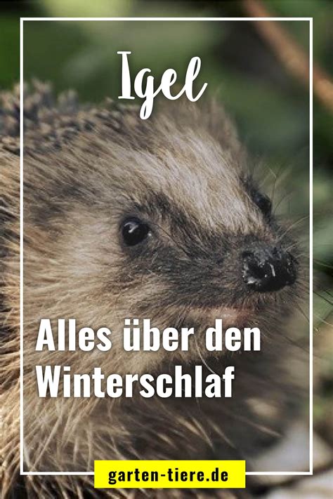 Warum Halten Igel Einen Winterschlaf Alle Infos Auf Einen Blick Artofit