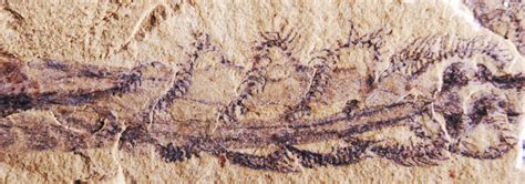 518 Million Year Old Fossil Worm Reveals A Direct