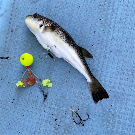 西海岸で夏フグ＆夏タコリレー便！ フィッシングマックス 関西の釣果大阪･神戸･和歌山の釣果情報