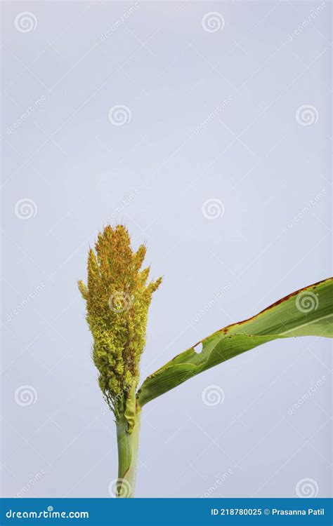 Sorghum Or Jowar Grain Field Stock Image Image Of Farm Growth