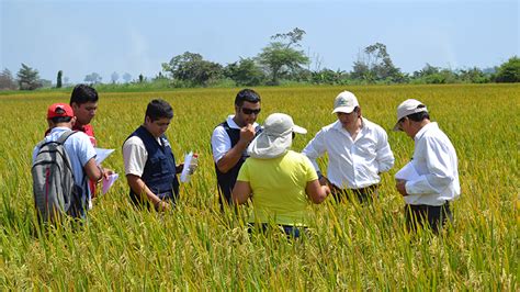 10 Ejemplos de investigación de campo Jaime Rodríguez Calderón