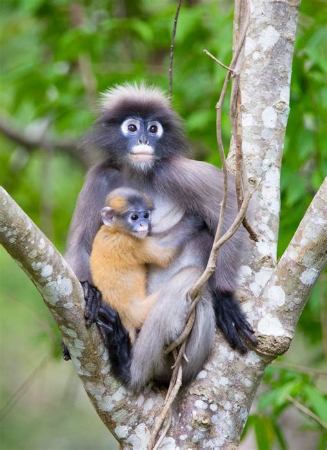 Dusky Langur (Spectacled Langur) Sounds | Wild Ambience