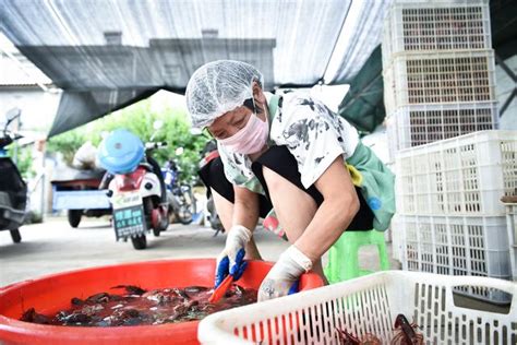 世界盃小龍蝦供不應求？湖北大媽剪一隻蝦賺5分，一天能剪8千隻 每日頭條