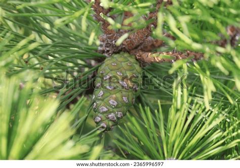 Pinus Nigra Brepo Pierrick Bregeon Cone Stock Photo 2365996597