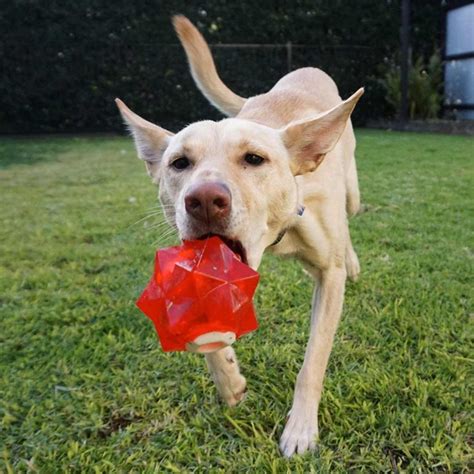 Interactive Dog Toys | Aussie Dog