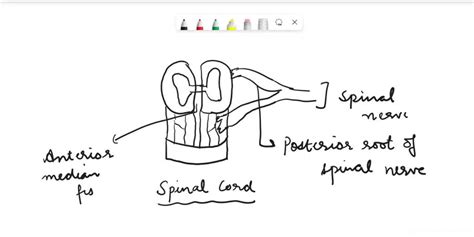 Solved Correctly Label The Following Anatomical Features Of The Spinal