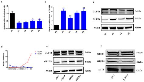 Ijms Free Full Text G6pd Deficiency Is Crucial For Insulin