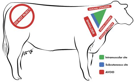 The Five W S Of Beef Cattle Injections Who What When Where Why