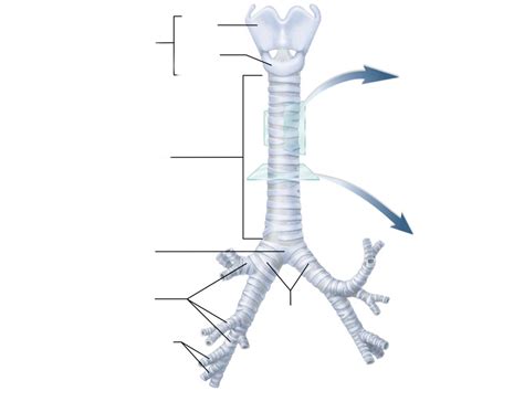 Aandp Ii Lab Exam Ii Anatomy Of Lower Respiratory Tract Diagram Quizlet