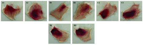 Serum Neutralization Of BaV Hemorrhagic Activity Groups Of Mice N